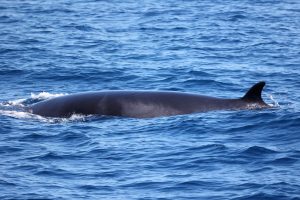 217A9333 2 | San Diego Whale Watch 3