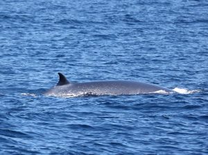 217A9552 2 | San Diego Whale Watch 5