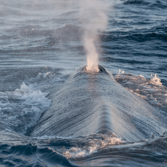 3 | San Diego Whale Watch 2