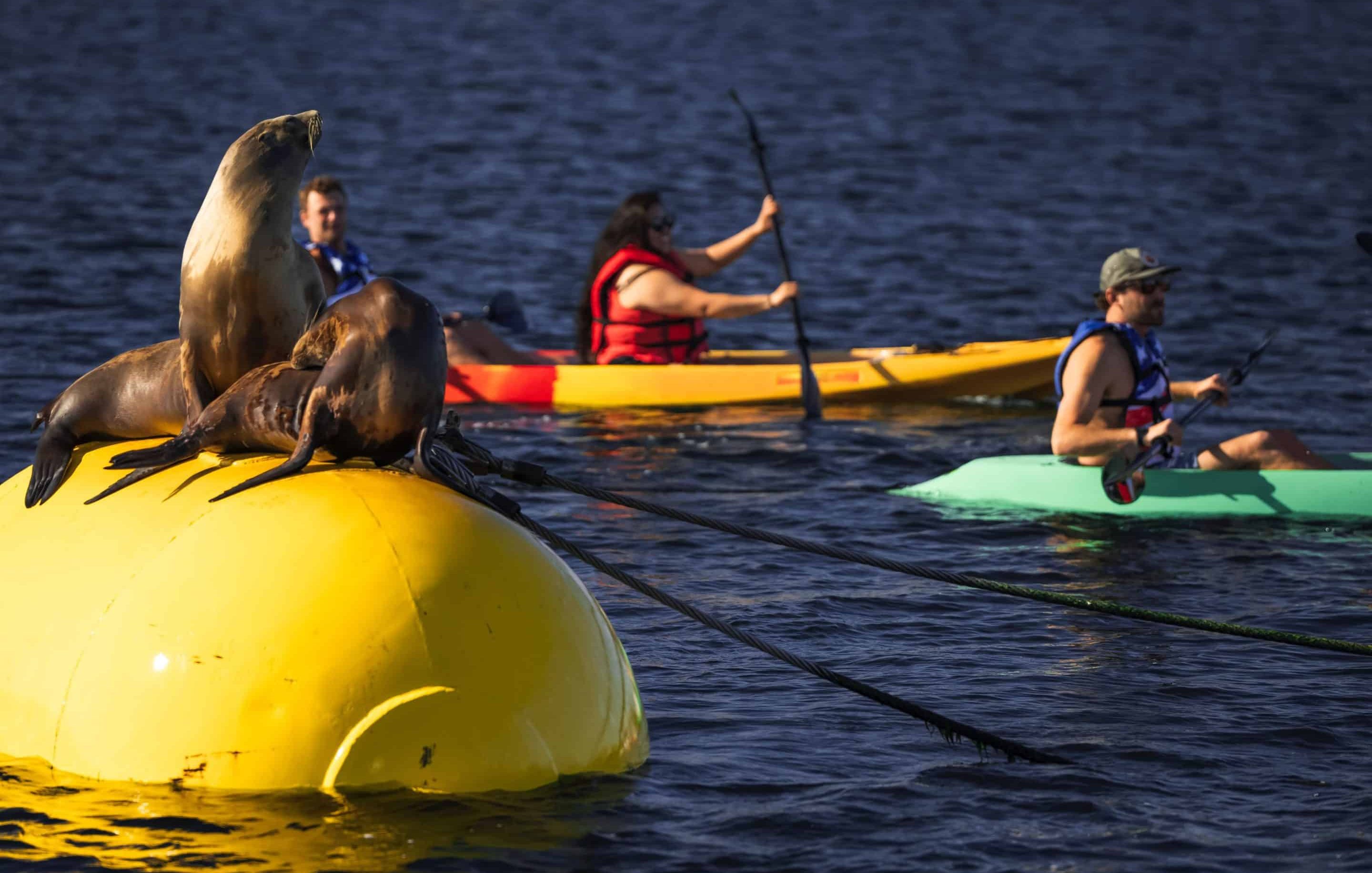 Introduction to kayaking tour san diego