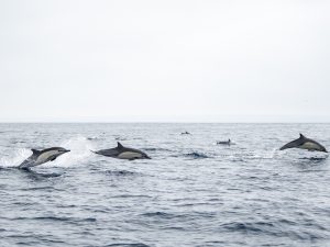 DSC1197 | San Diego Whale Watch 9