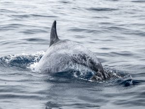 DSC2039 | San Diego Whale Watch 7