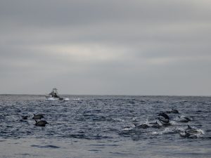 DSC2168 | San Diego Whale Watch 1