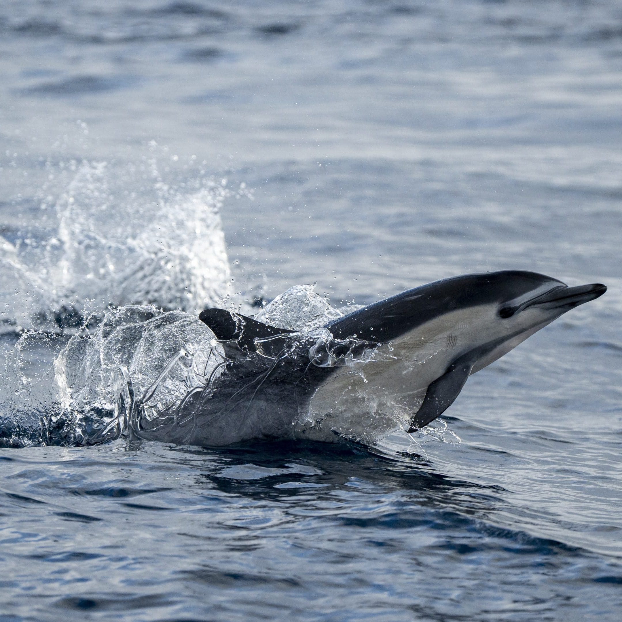 DSC2174 scaled e1692124264902 | San Diego Whale Watch 4