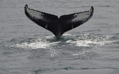 Whale Watching Boat Tour in San Diego