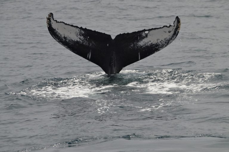 Whale Watching Boat Tour in San Diego