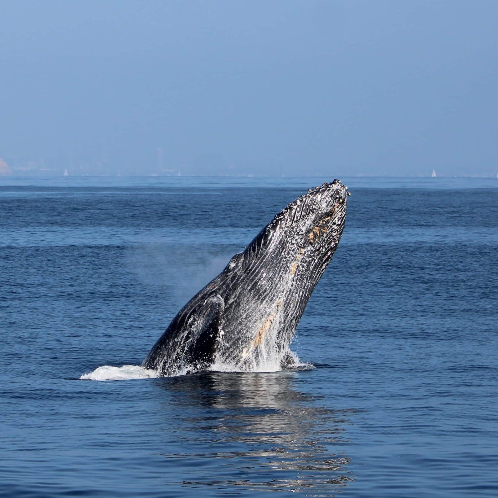 Humpback Ryan scaled e1692126557199 | San Diego Whale Watch 3