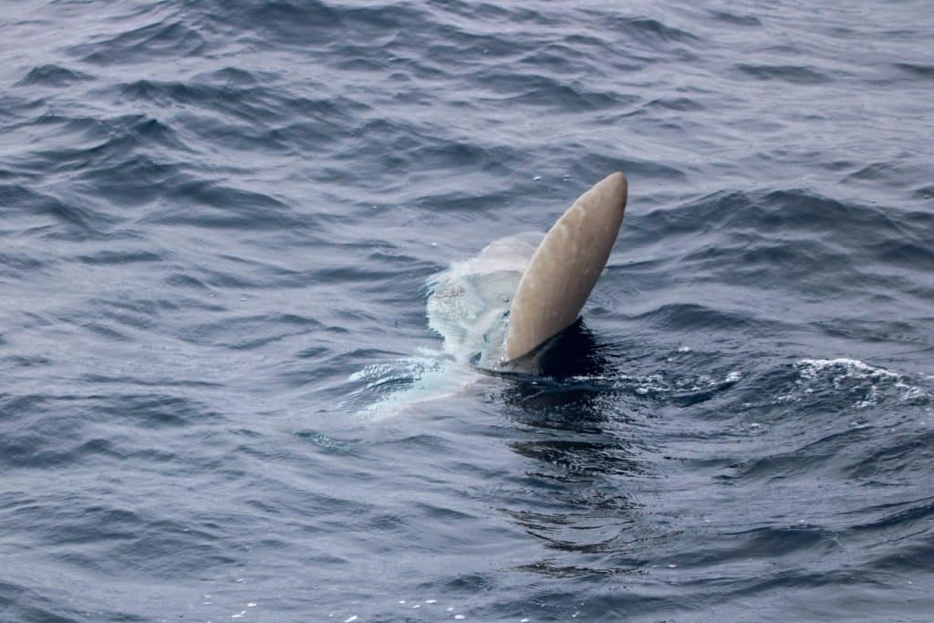 IMG 0361 | San Diego Whale Watch 1