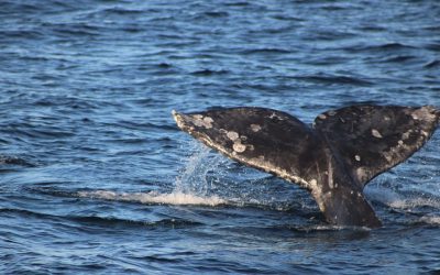 Gray Whale Migration Spotted in Mission Bay