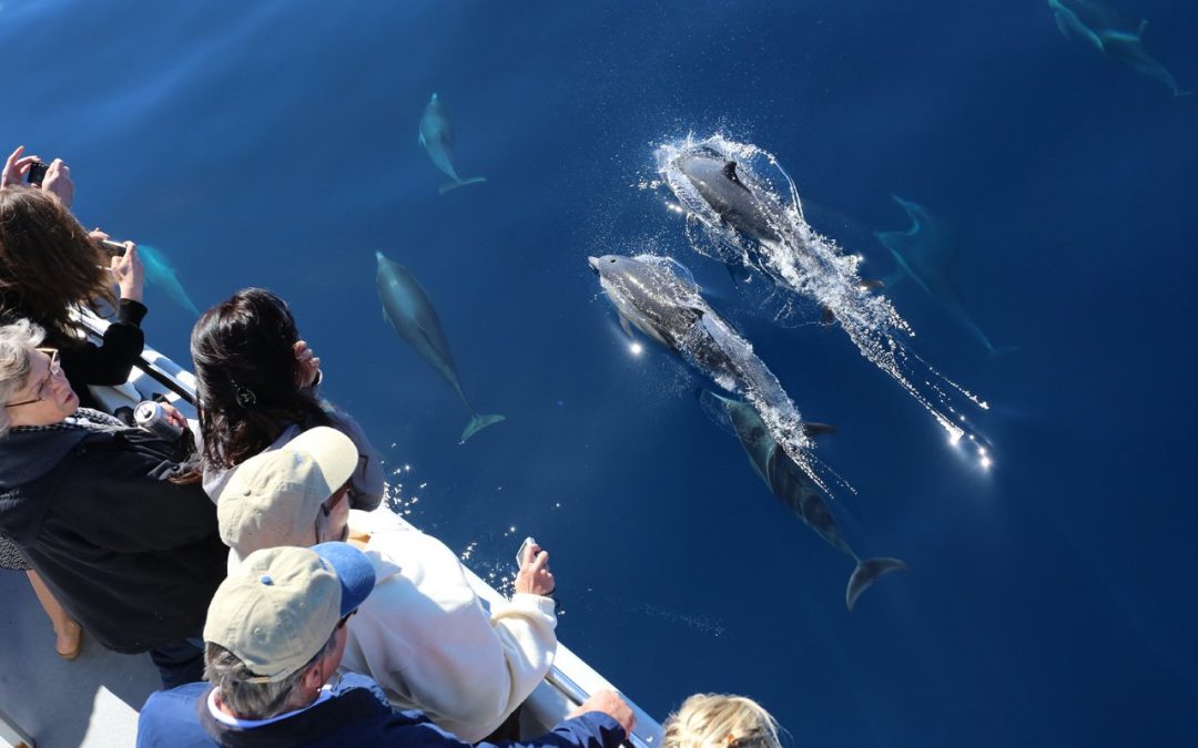 An Unforgettable Adventure: Dolphin Tours San Diego