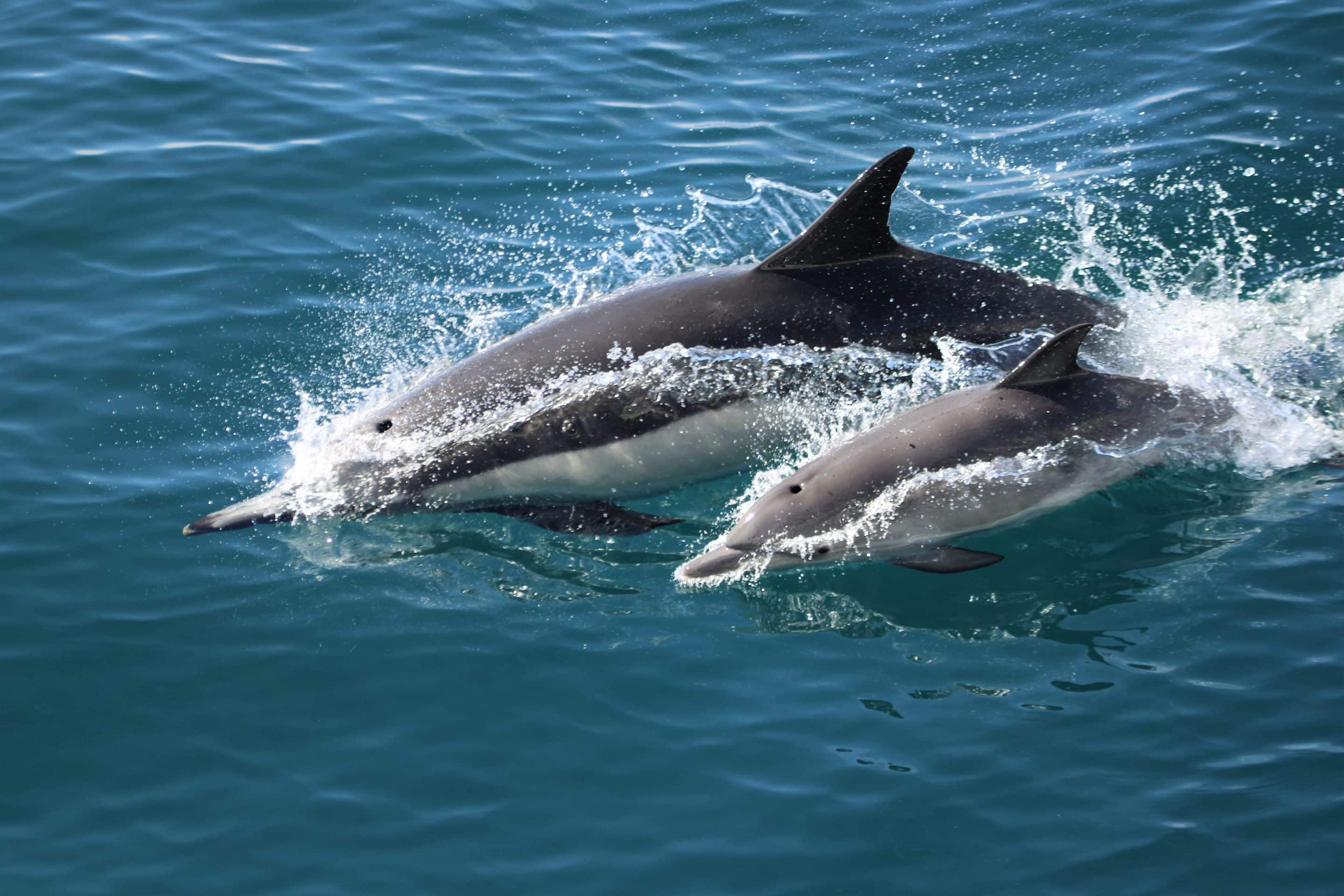 Humpback whale migration