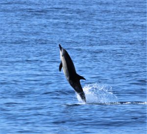 IMG 1591 2 | San Diego Whale Watch 15