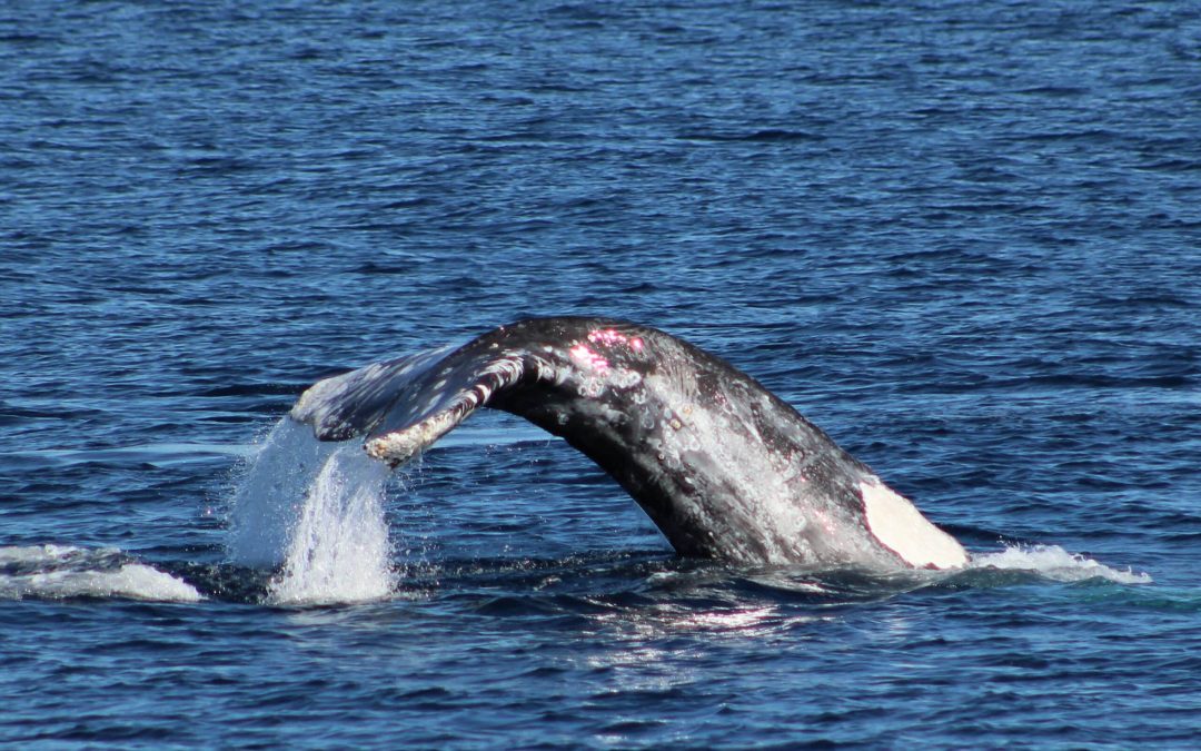 Gray Whale Watching Tours