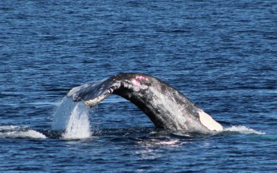 Gray Whale Watching Tours