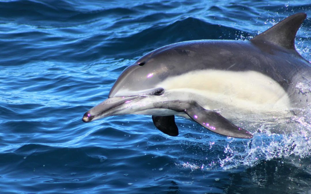 dolphin tours san diego