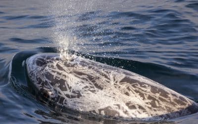 Whale and Dolphin Watching in San Diego: The Ultimate San Diego Adventure with San Diego Whale Watch