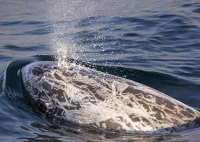Whale and Dolphin Watching in San Diego