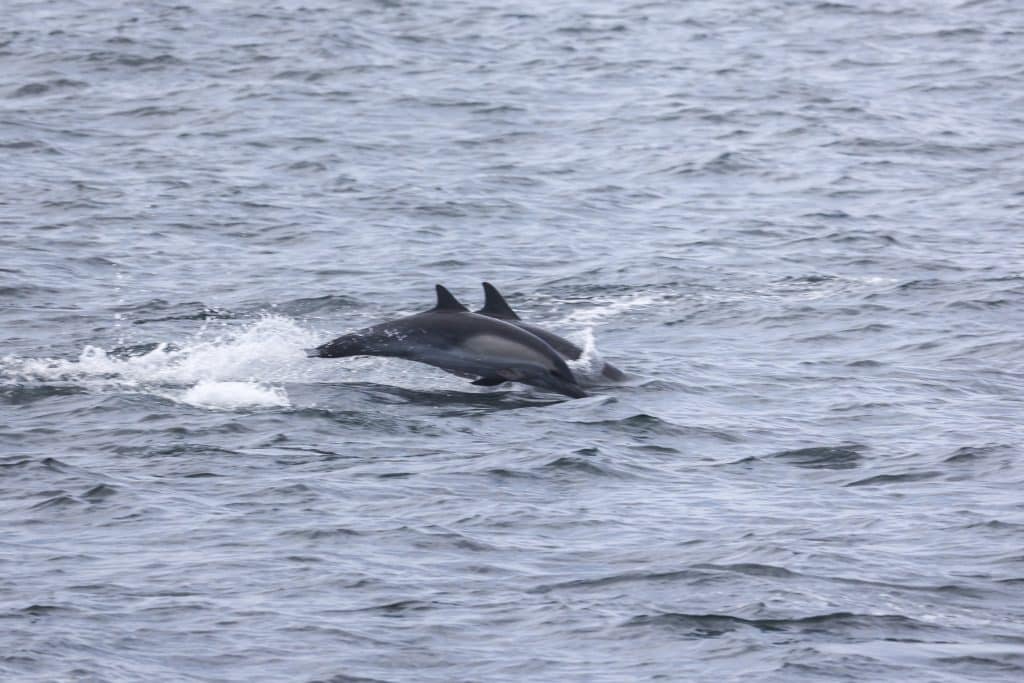 217A1208 | San Diego Whale Watch 38