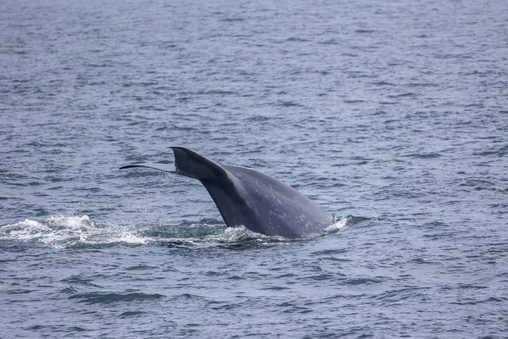 217A1438 | San Diego Whale Watch 19