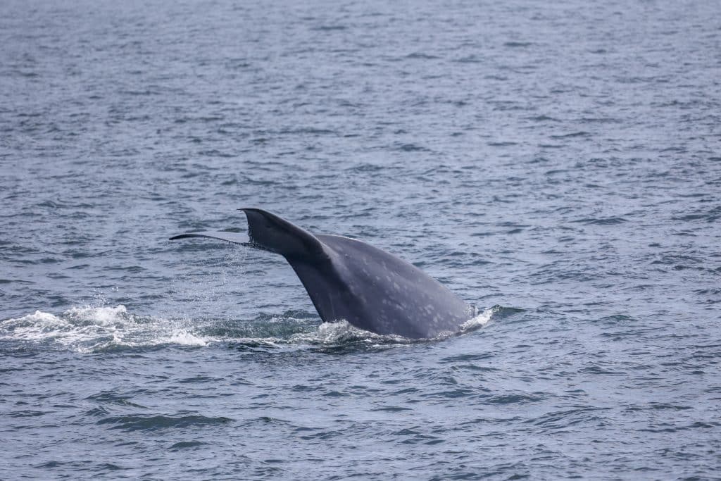 217A1438 | San Diego Whale Watch 36