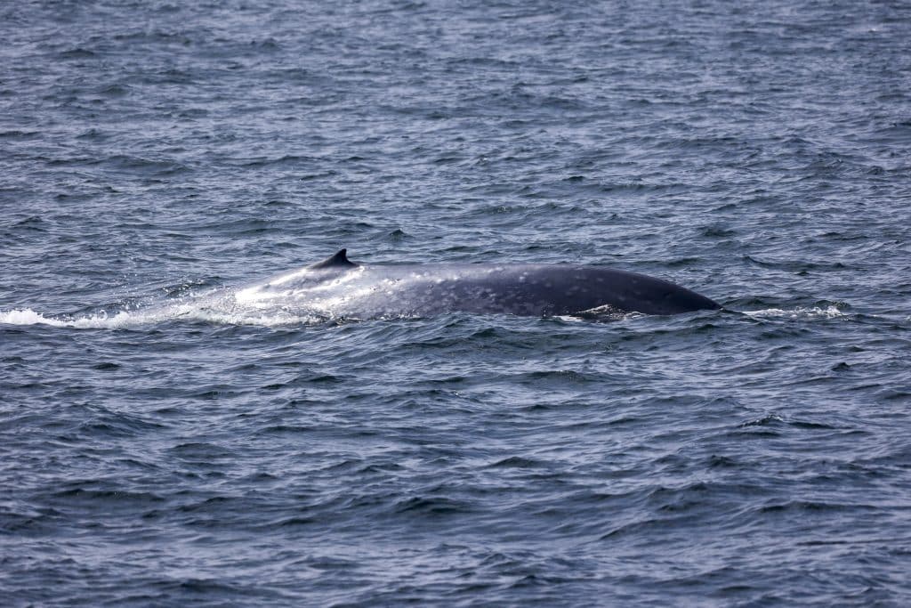 217A1490 | San Diego Whale Watch 40