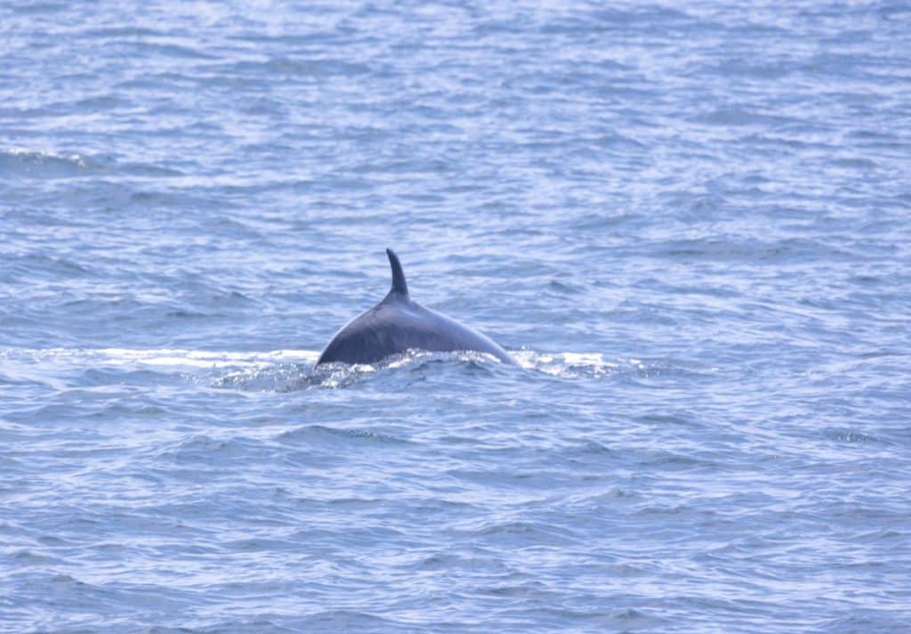217A1529 | San Diego Whale Watch 9