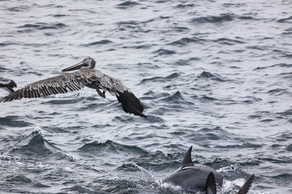 217A1698 | San Diego Whale Watch 42