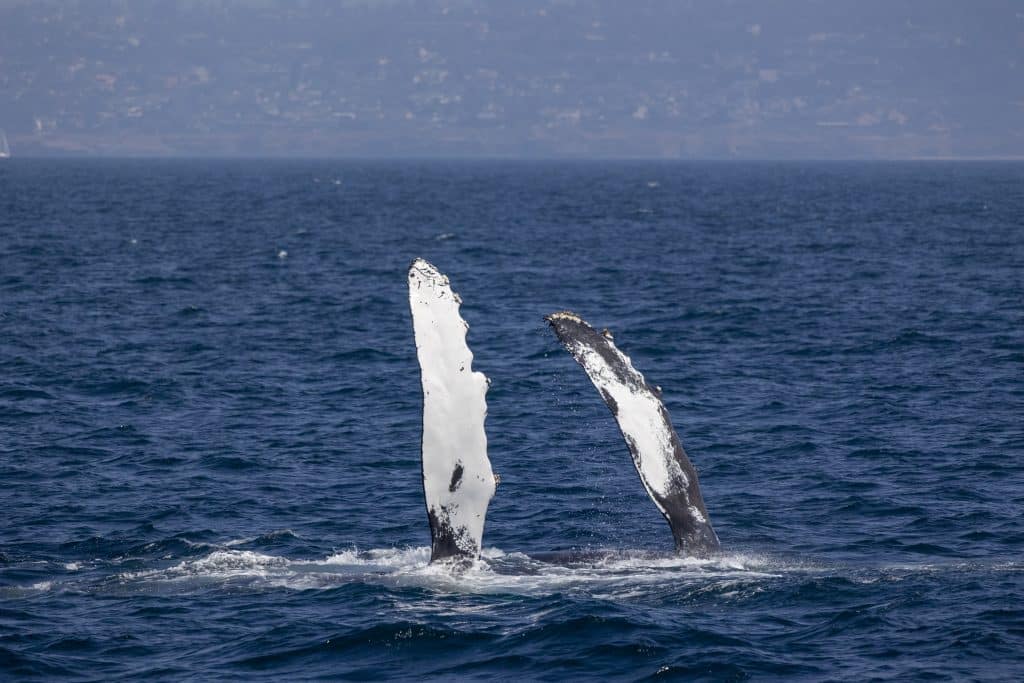217A2343 | San Diego Whale Watch 5