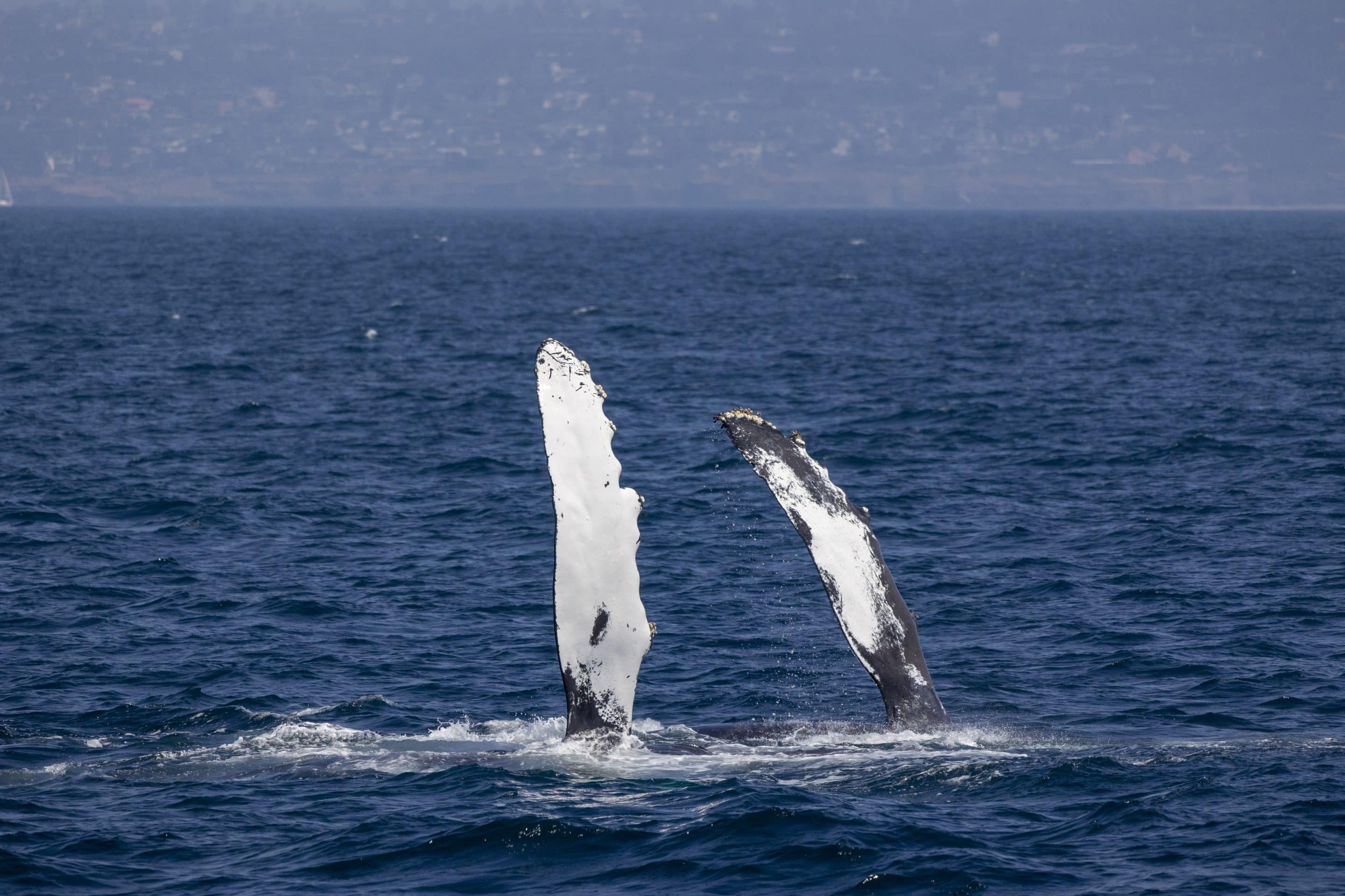 217A2343 scaled | San Diego Whale Watch 3
