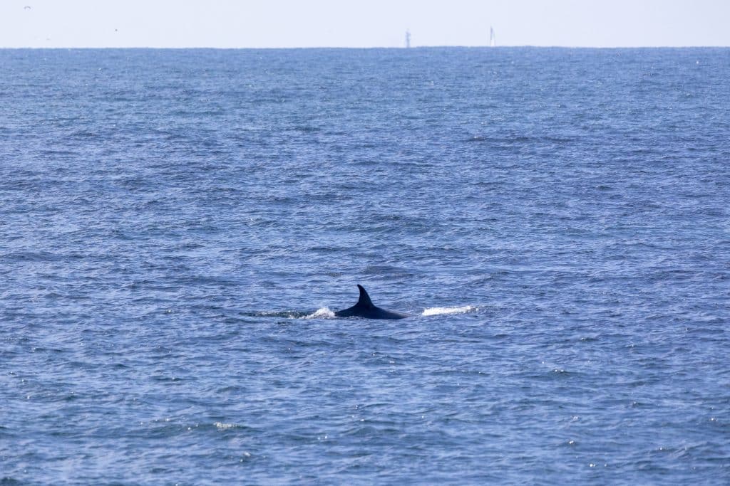 217A3689 | San Diego Whale Watch 5