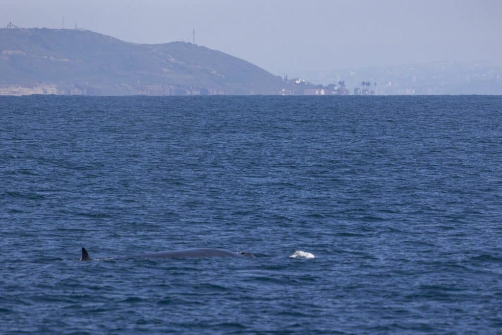 217A3712 | San Diego Whale Watch 1