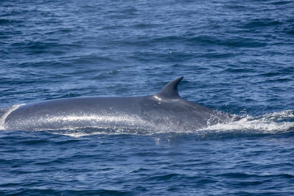 217A3799 | San Diego Whale Watch 3