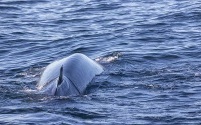 The Best Time to Go Whale Watching in San Diego: Seasonal Patterns and Migration Routes