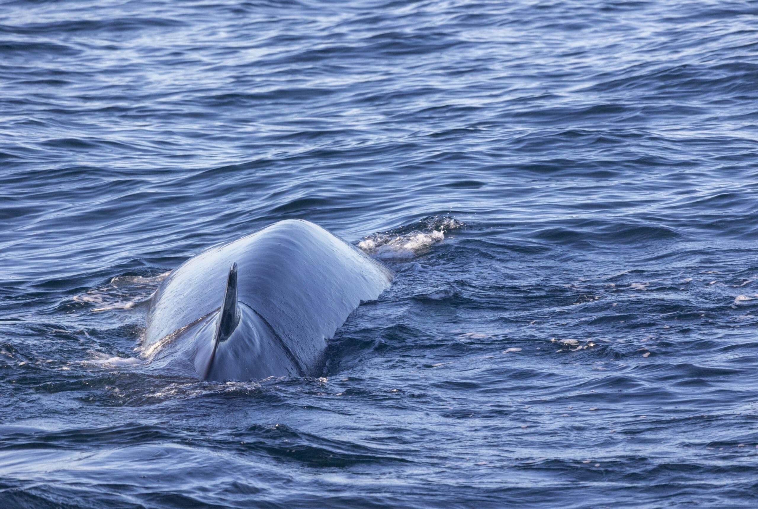 Seasonal Patterns for Whale Watching