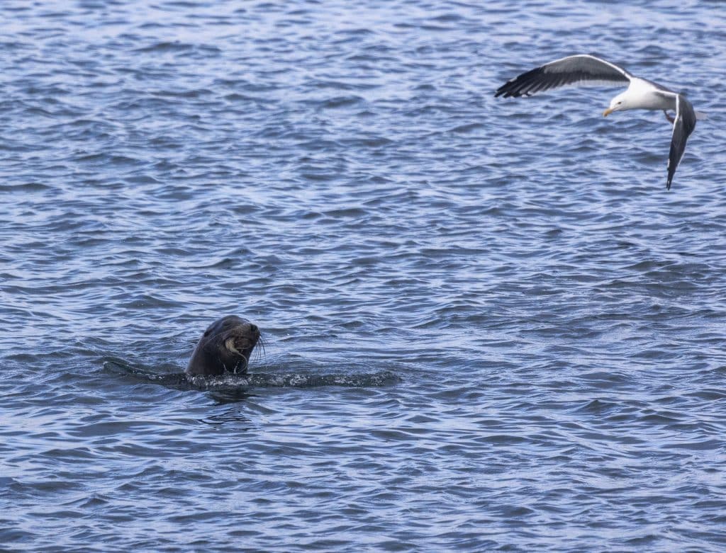 217A5854 | San Diego Whale Watch 1