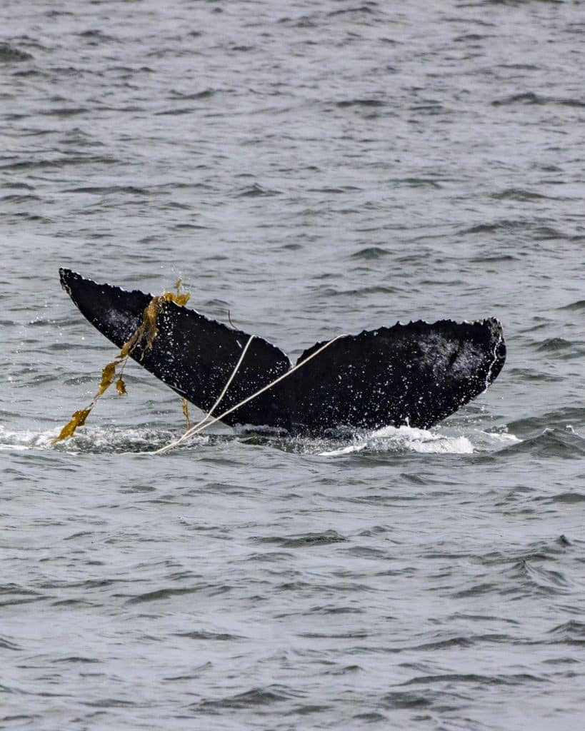 217A9831 | San Diego Whale Watch 1