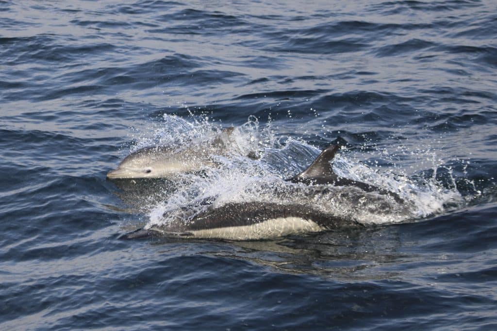 IMG 1089 | San Diego Whale Watch 44