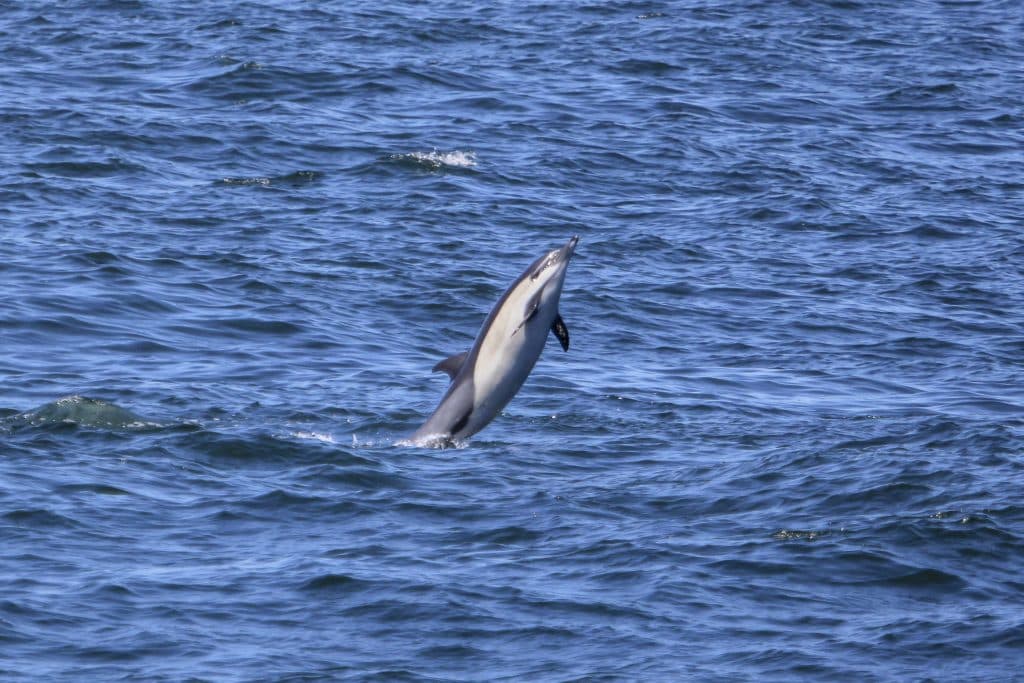 IMG 1651 | San Diego Whale Watch 5