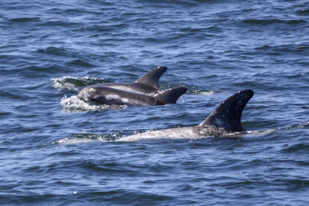 IMG 1915 | San Diego Whale Watch 3