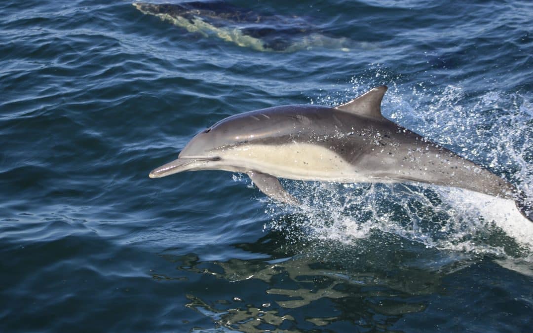 Guided Dolphin Watching Boat Tour in San Diego