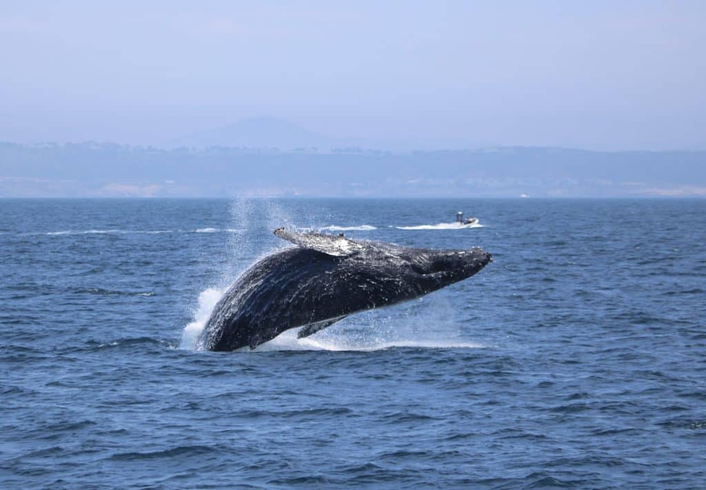IMG 3085 | San Diego Whale Watch 1