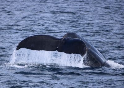 IMG 3197 | San Diego Whale Watch 48