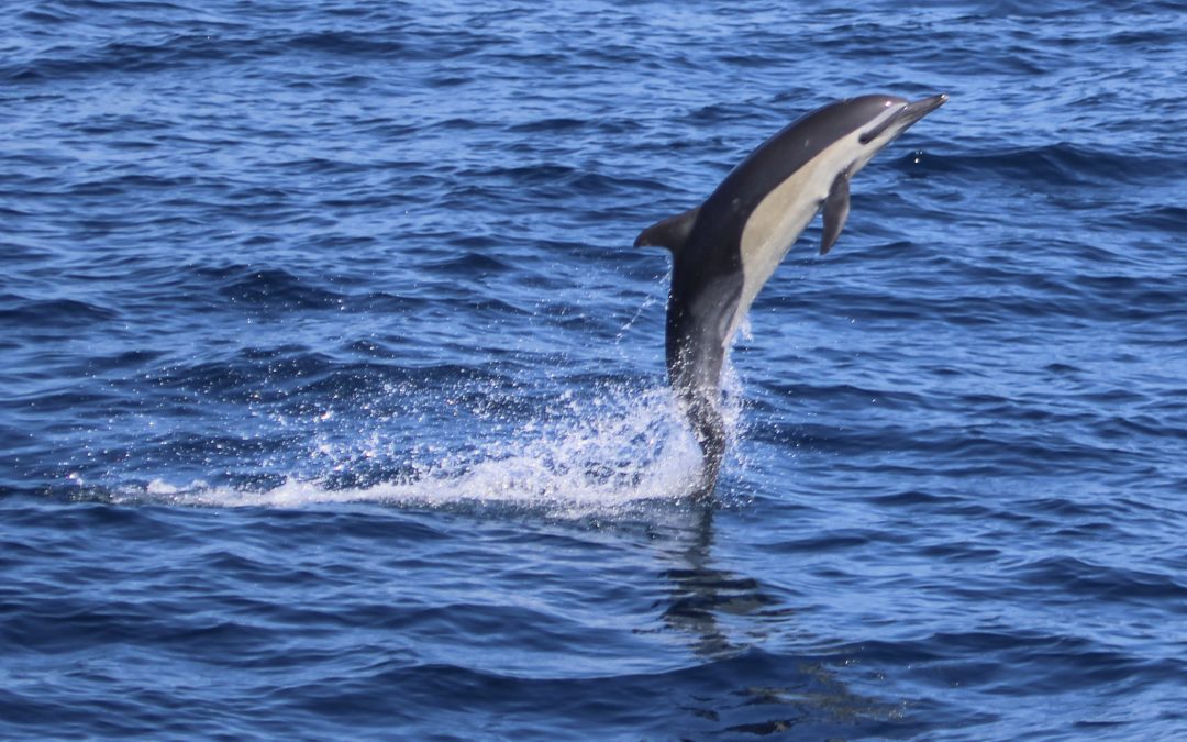 Educational Experience Dolphin Watching in San Diego: Fun for the Whole Family