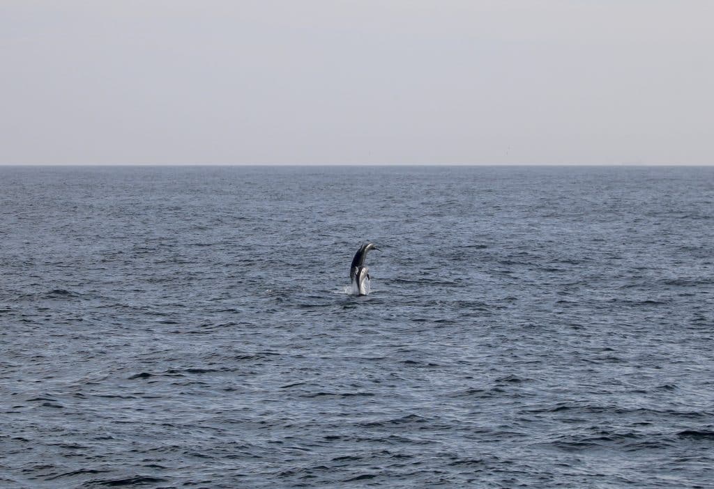 IMG 3820 | San Diego Whale Watch 5