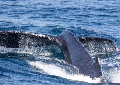 217A0107 | San Diego Whale Watch 107