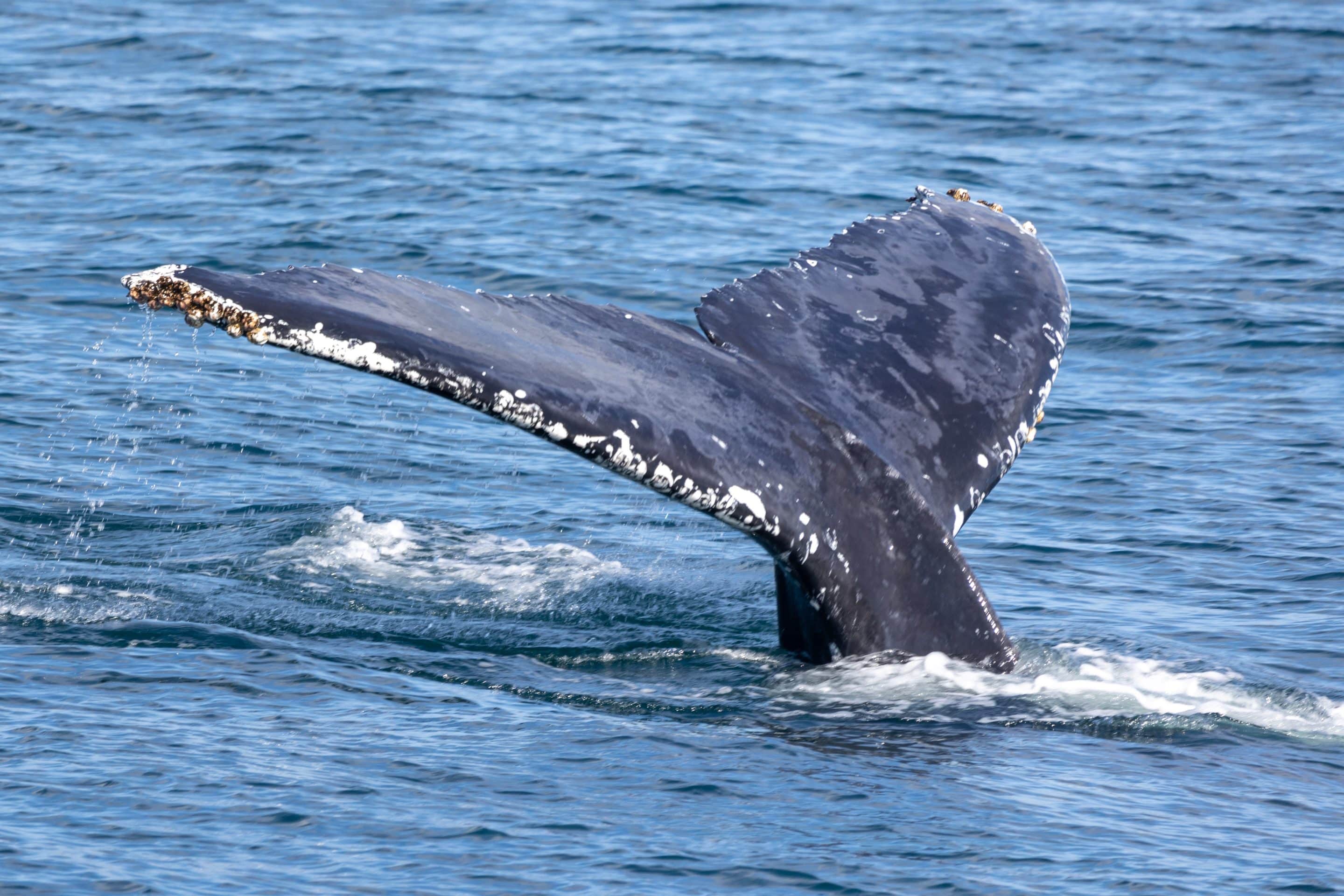 Humpback whale migration