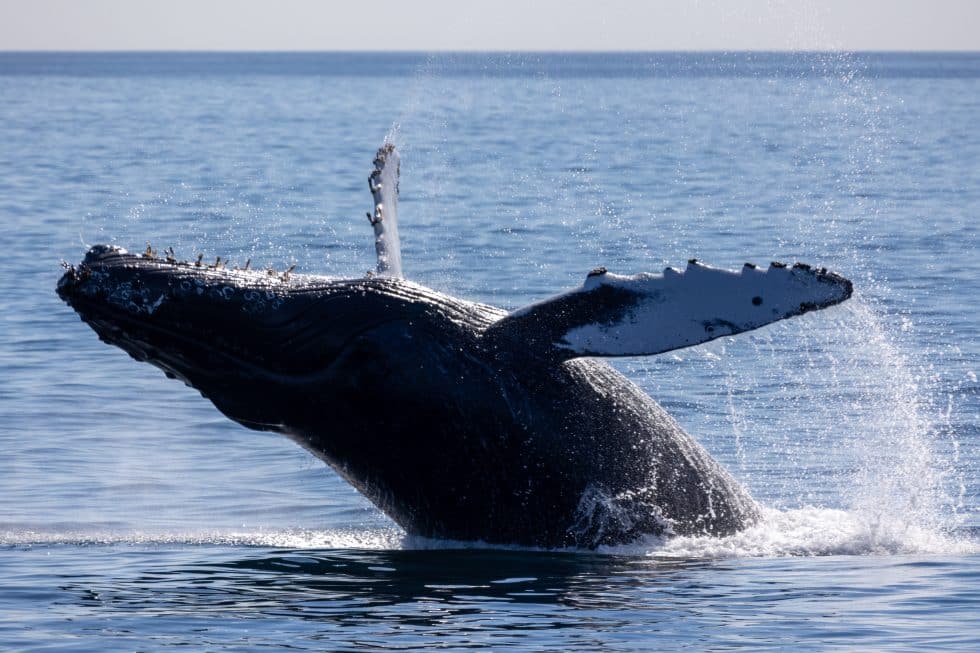 Experience The Magic Of The Snowflake Humpback Whale Encounter ...