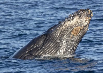 217A8047 | San Diego Whale Watch 121