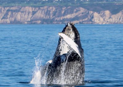 IMG 3483 | San Diego Whale Watch 68