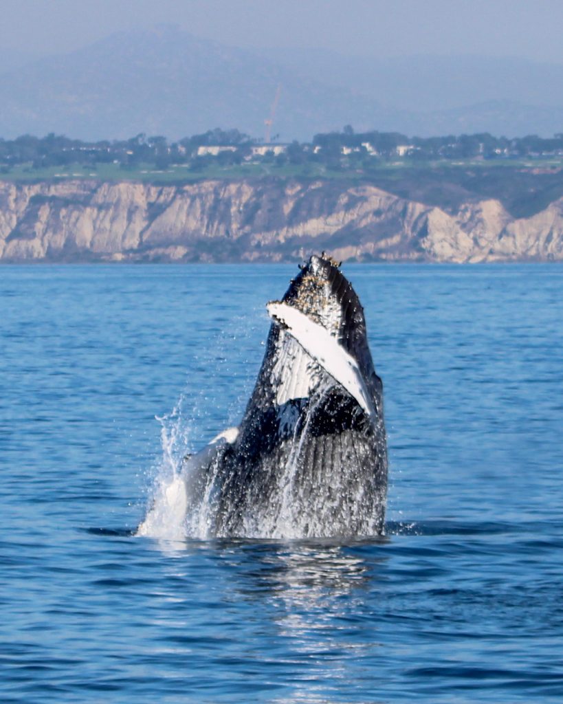 IMG 3483 | San Diego Whale Watch 2